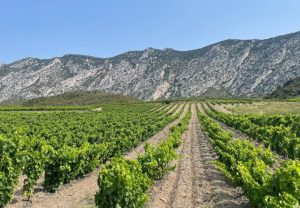 vignes-domaine-viticole-pyrenees-orientales-md